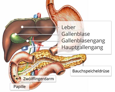 Gallenblasenerkrankungen, eine mögliche Ursache für häufiges Aufstoßen und Rückenschmerzen